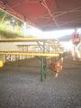 IMG_20240809_181937